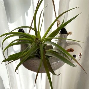 urban outfitter sloth hanging planter